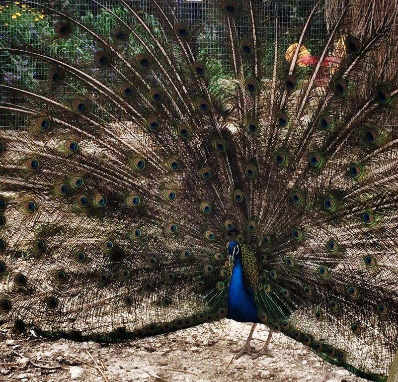 Coscio Di Badia Villa Naro Bagian luar foto