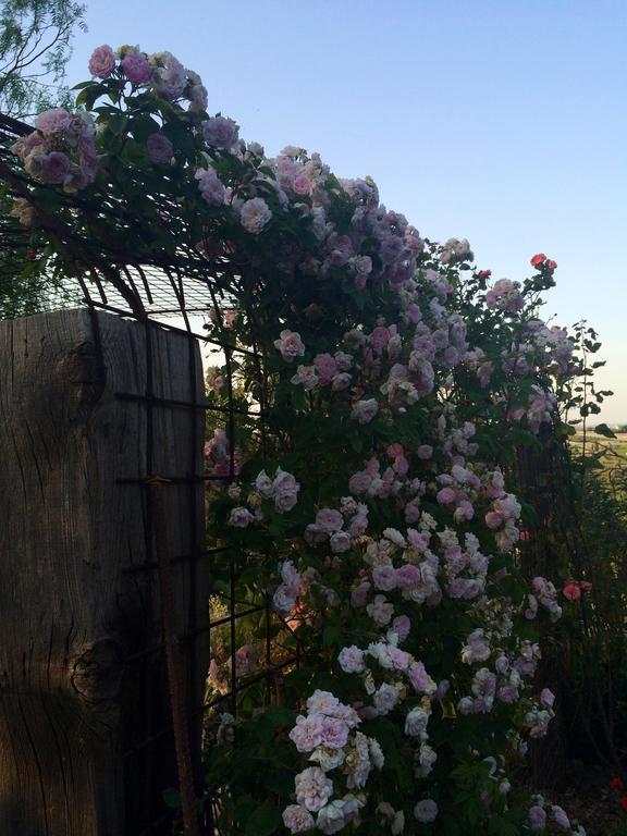 Coscio Di Badia Villa Naro Bagian luar foto